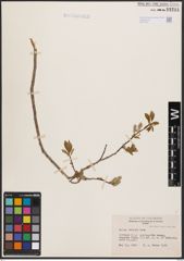 Salix bebbiana Sarg.